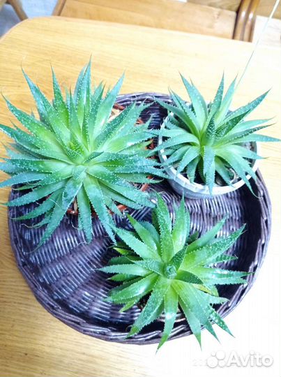 Алоэ остистое будра плющевидная по300р