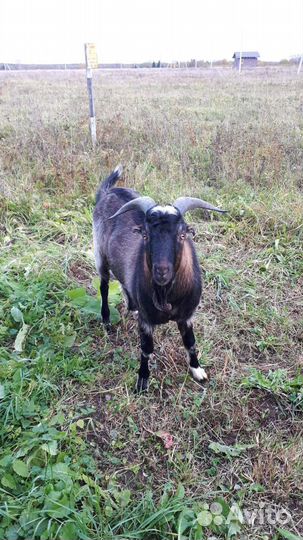 Козлята ламанча