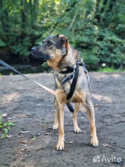 Собака в добрые руки отдам бесплатно