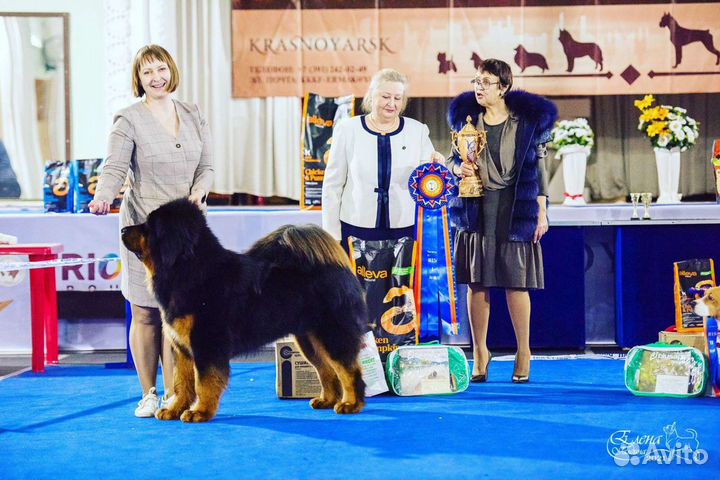 Вязка Тибетский Мастиф