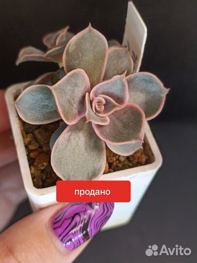 Суккуленты Детки