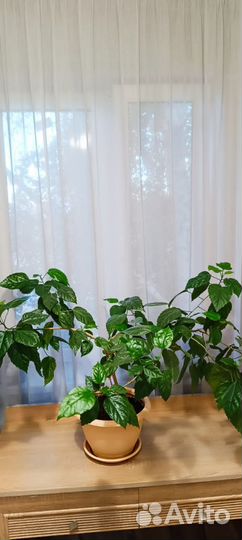 Китайская роза