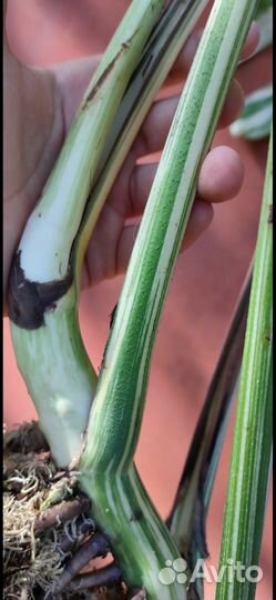 Монстера Альба делециоза