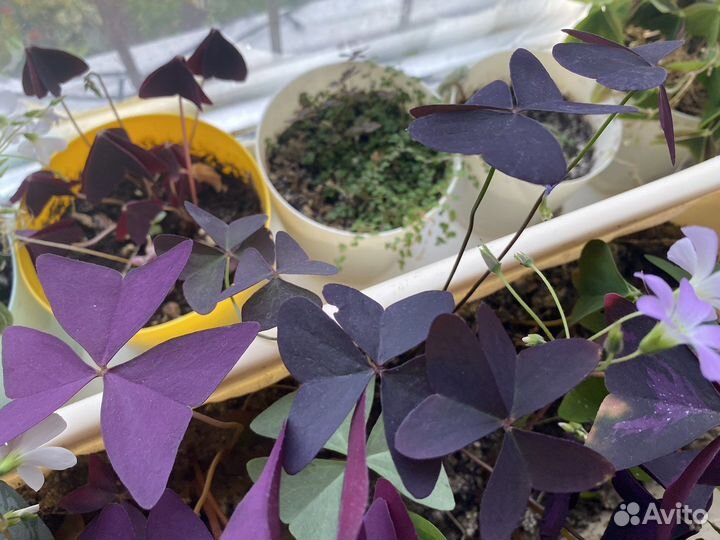 Кислица оксалис