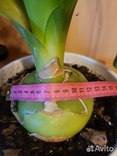 Лук индийский(лечебный)