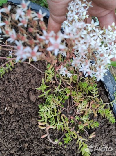 Многолетние садовые цветы