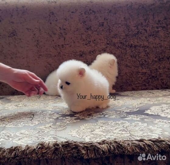 Счастье В Дом