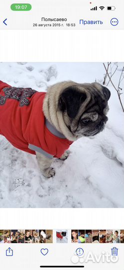 Одежда для собак For my dogs