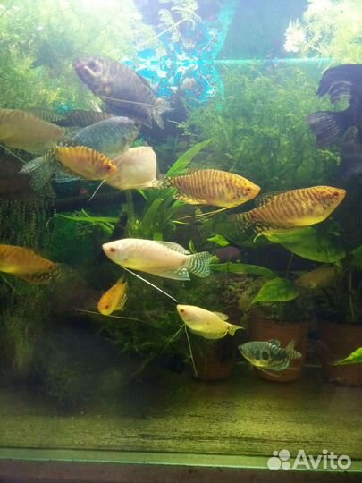 Аквариумные рыбки