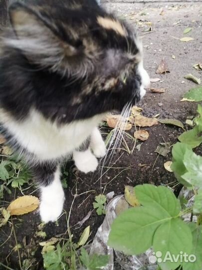 Кошечка с красивенным окрасом надеется найти дом