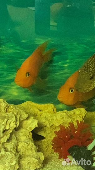 Аквариум с рыбками, фильтром, кислородом