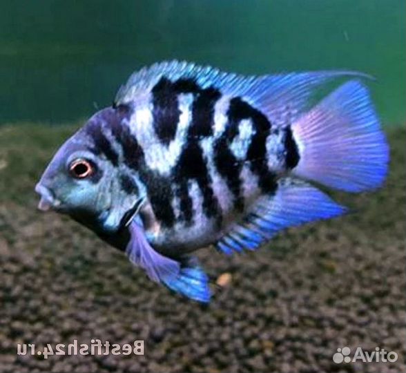 Рыба попугай красный и другие