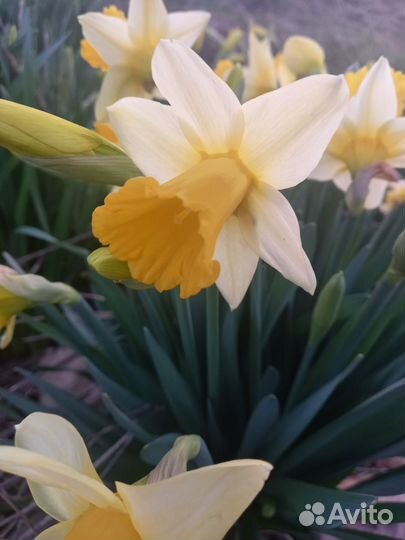 Луковицы нарциссов