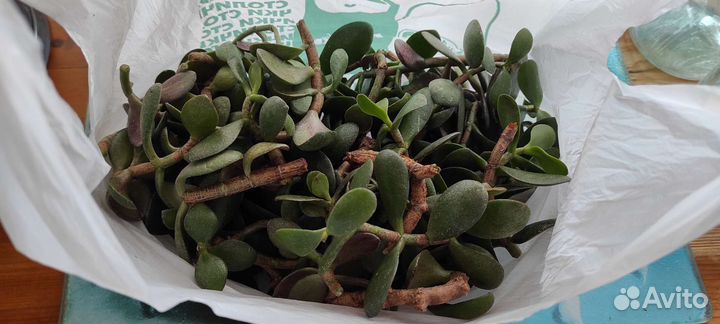 Обрезки от толстянки