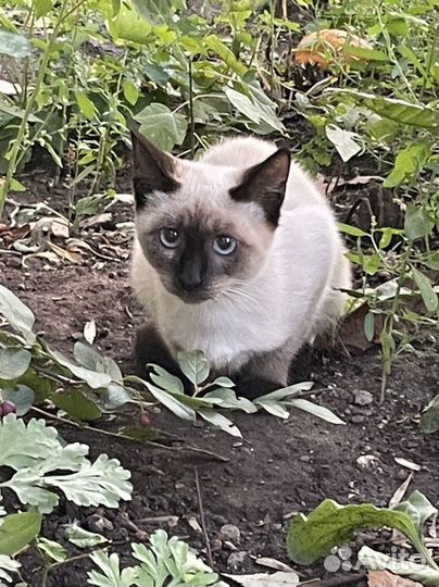 Котята в добрые руки бесплатно