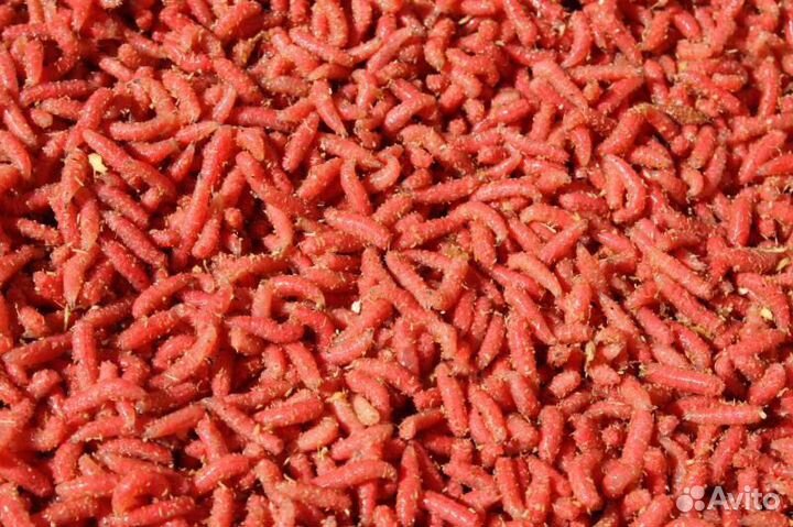 Опарыш- (белый-красный)