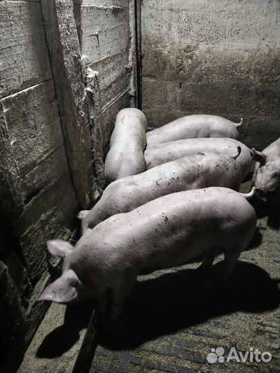 Домашние животные