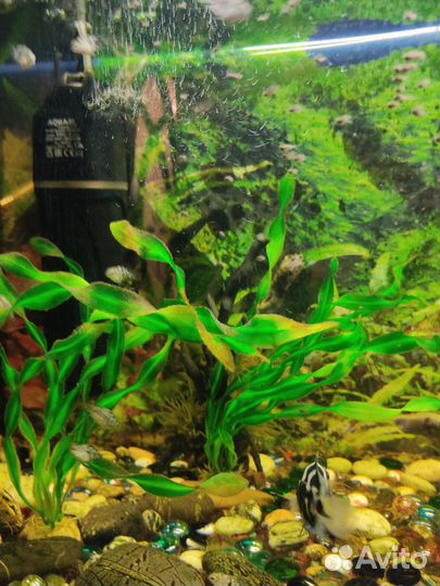 Аквариумные рыбки