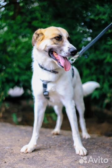 Собака из приюта ищет дом