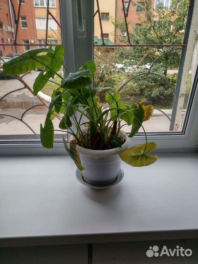 Комнатные цветы