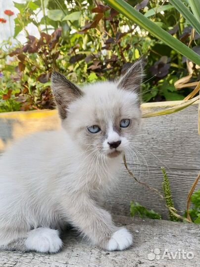 Котенок 2 месяца
