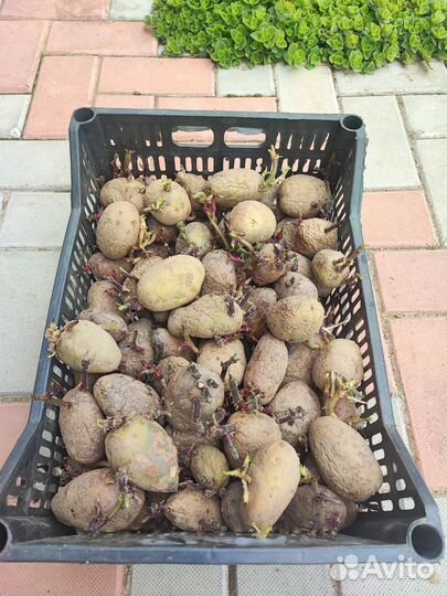 Семенной картофель