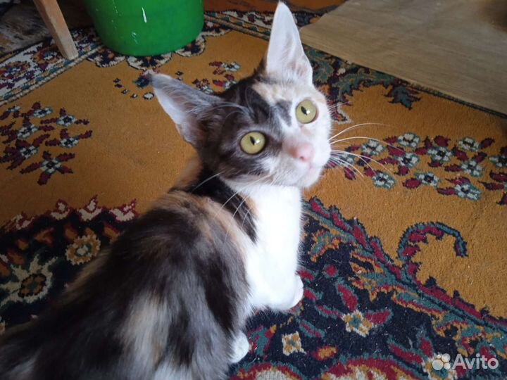 Кошка в добрые руки