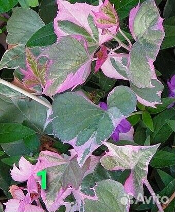 Ипомея батат декоративнолистная