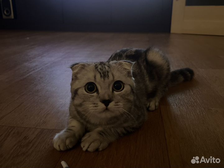 Шотландский кот вязка