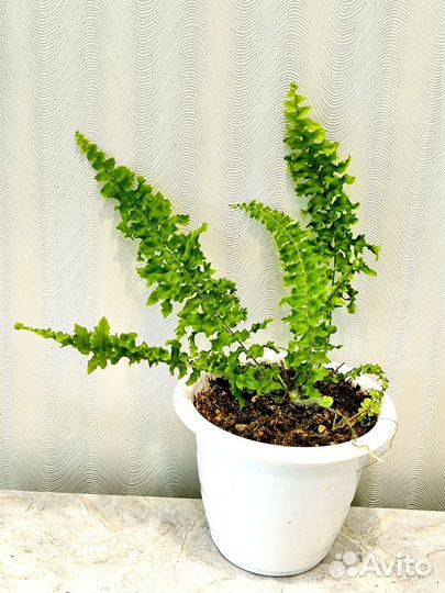 Папоротник комнатный кудрявый