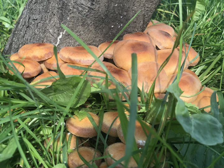 Участок 5,3 сот. (СНТ, ДНП)