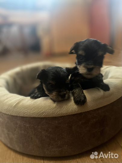 Йоркширский терьер