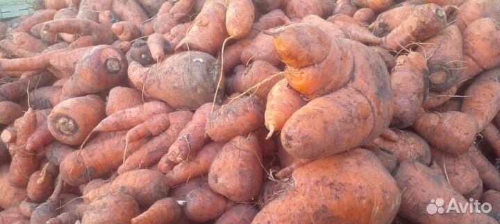 Морковка для корма