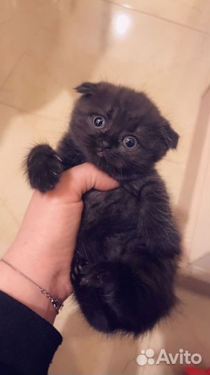 Котятки