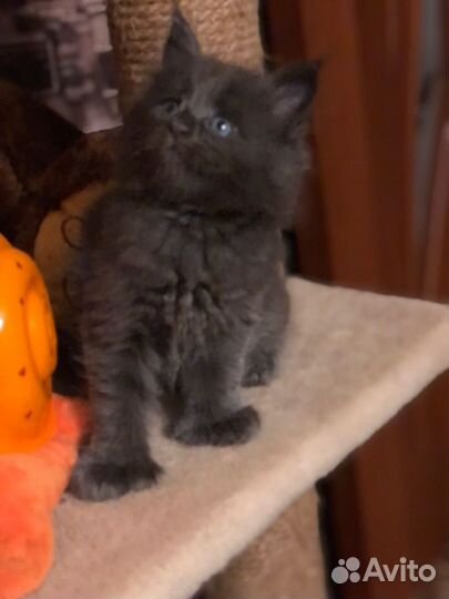 Котята мейн-кун