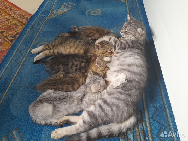 Котятки