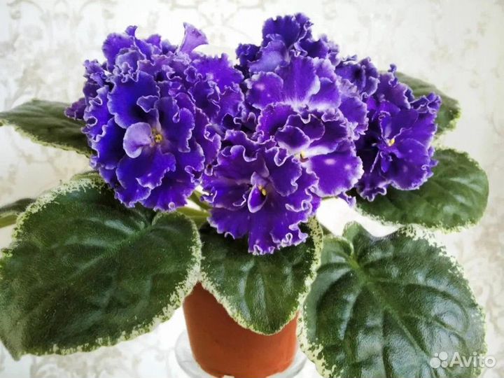 Сортовые фиалки