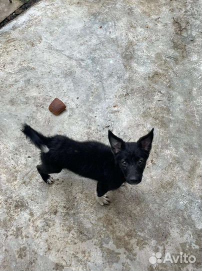 Щенок мальчик