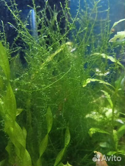 Гуппи, растения для аквариума