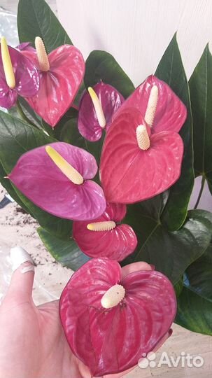 Кларинервиум,мистик,нано свит,лили,алегрия