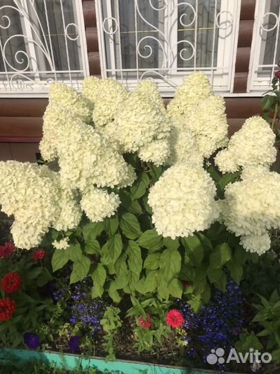 Продам гортензии грандифлора