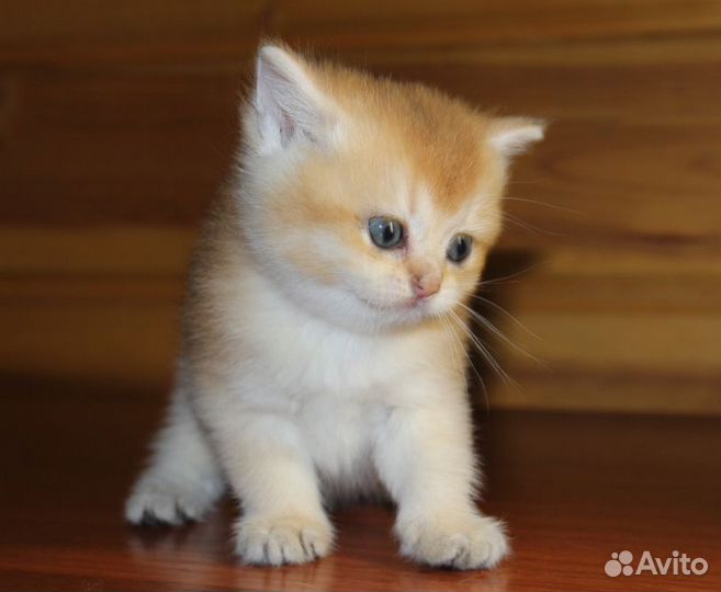 Золотые британцы