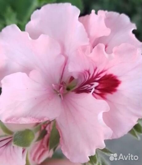 Пеларгония герань королевская сортовая