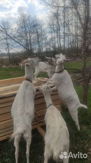 Комолая козочка