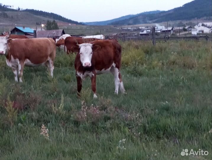 Корова телята и бычки