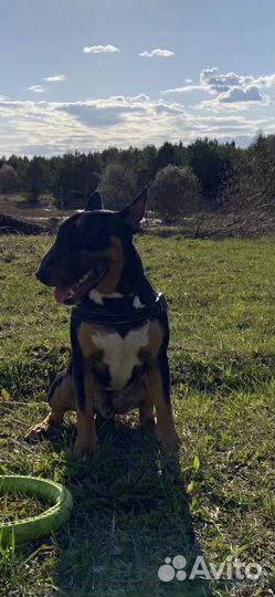 Вязка Минибуль