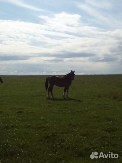 Продажа жеребчики