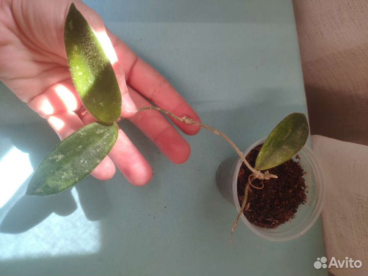 Хойи много. Часть 2