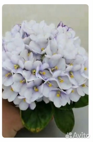 Мини фиалки