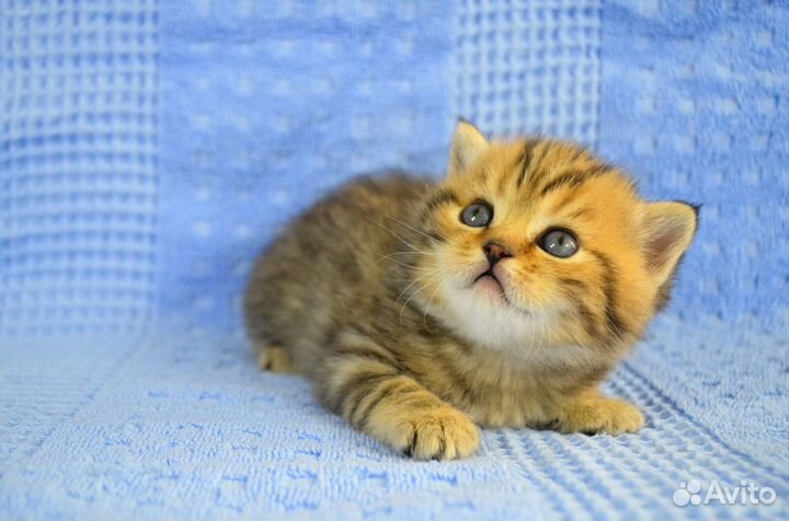 Британская Серебристая шиншилла Британские котята